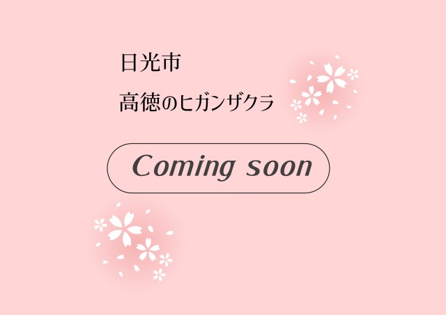 高徳のヒガンザクラ